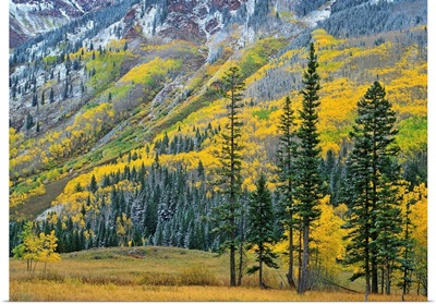 Aspen grove in fall colors, Maroon Bells, Snowmass Wilderness, Colorado