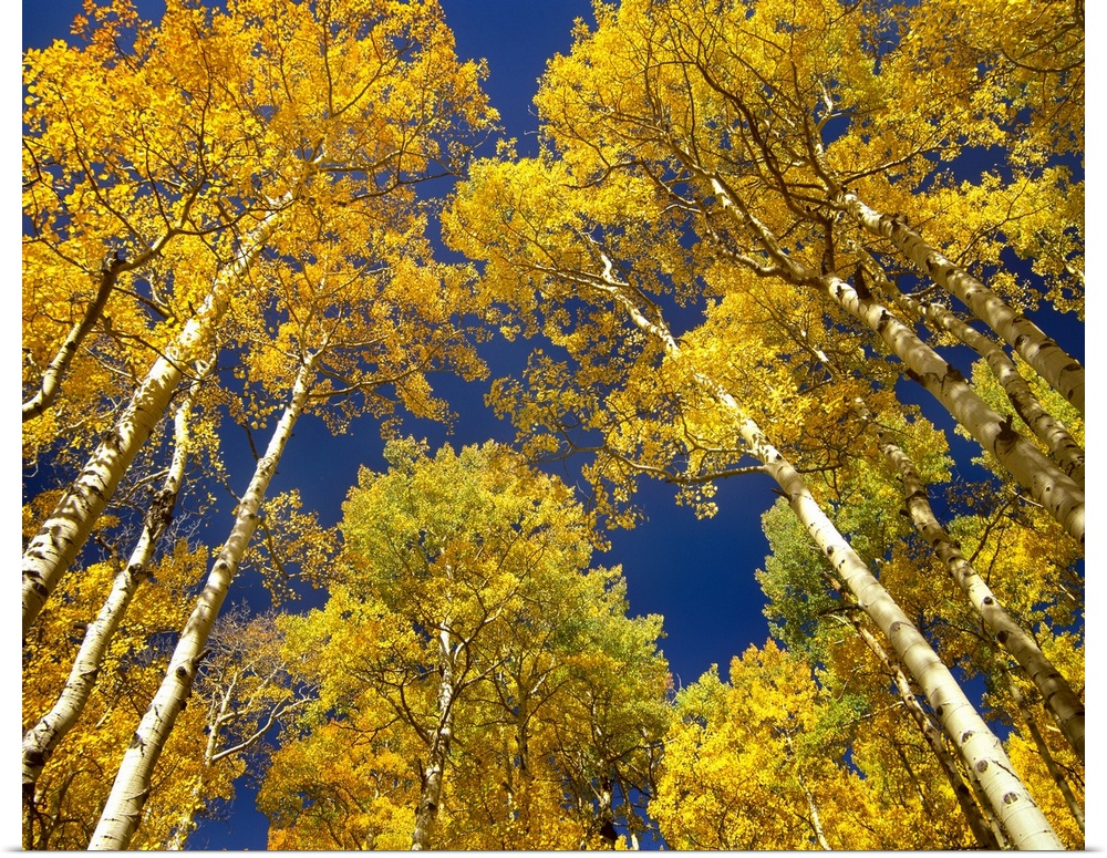 Landscape photograph taken from a low angle of tall aspen (Populus tremuloides) grove trees with golden autumn foliage,  i...