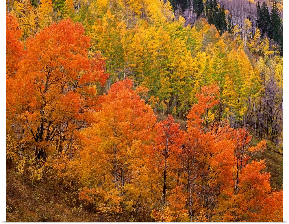 Landscape photograph on a big wall hanging of bright fall colored trees sloped along a hillside in Gunnison National Fores...