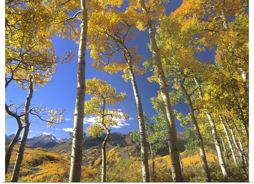 Aspen in fall colors and Maroon Bells, Elk Mountains, Snowmass Wilderness, Colorado