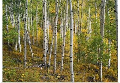 Aspen (Populus tremuloides) forest, Colorado