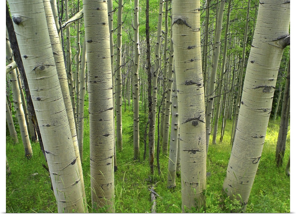 Aspen (Populus tremuloides) forest in spring, Gunnison National Forest, Colorado