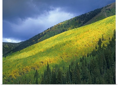 Aspen (Populus tremuloides) forest, Maroon Bells, Snowmass Wilderness, Colorado