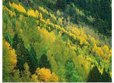 Aspen (Populus tremuloides) grove in fall colors, Gunnison National Forest, Colorado