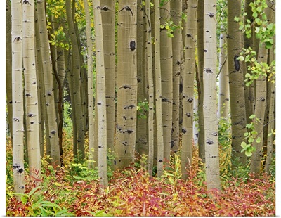 Aspen trees and Fireweed, Collegiate Peaks Wilderness Area, Colorado