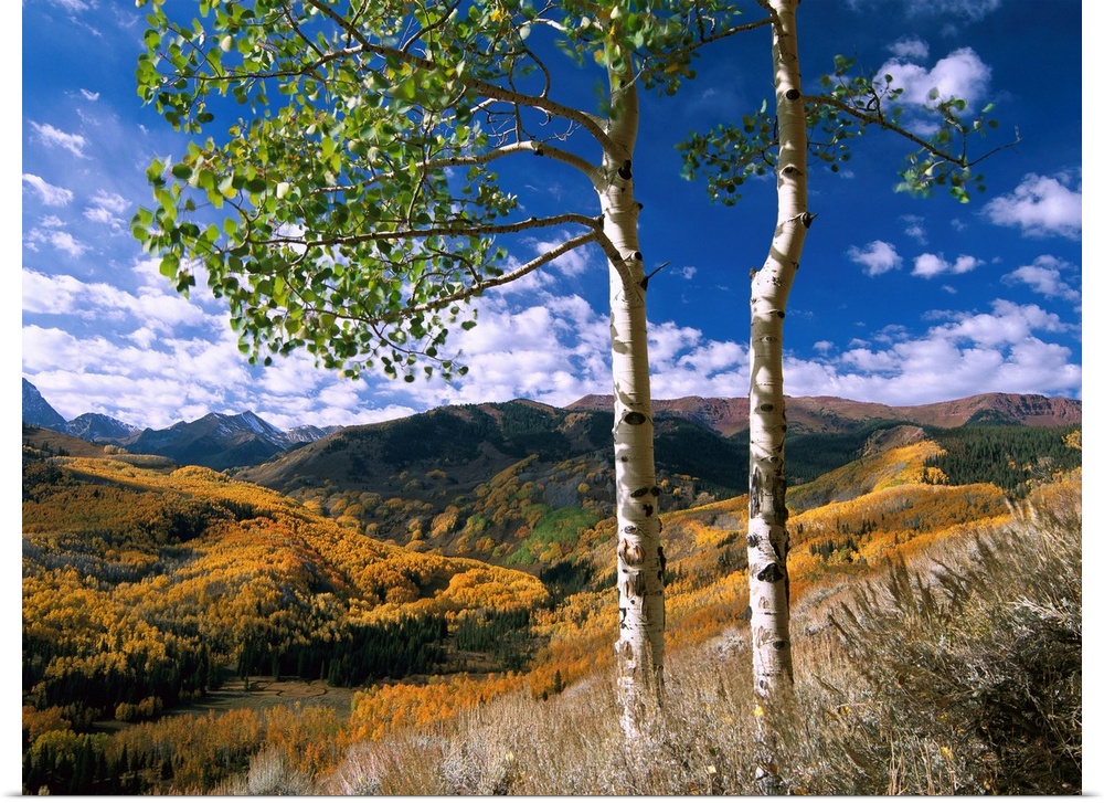 Aspen trees in fall colors on Elk Mountains, Capitol Creek trailhead, Colorado