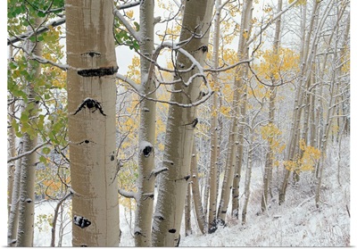 Aspens (Populus tremuloides) with snow, Gunnison National Forest, Colorado