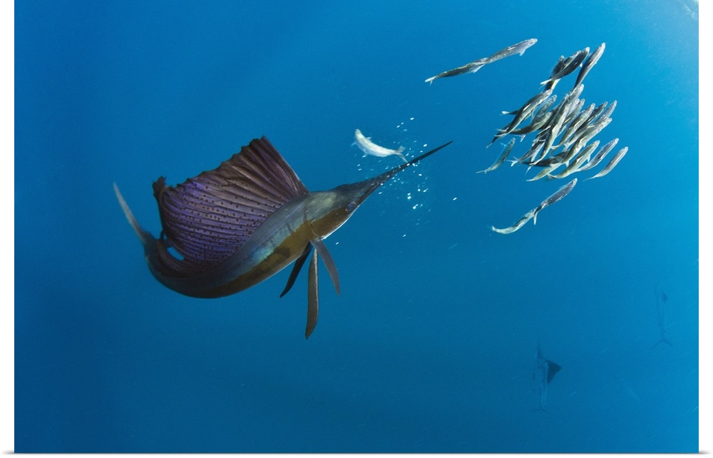 Atlantic Sailfish (Istiophorus albicans) hunting SardinesIsla MujeresMEXICORANGE: Atlantic Oceans
