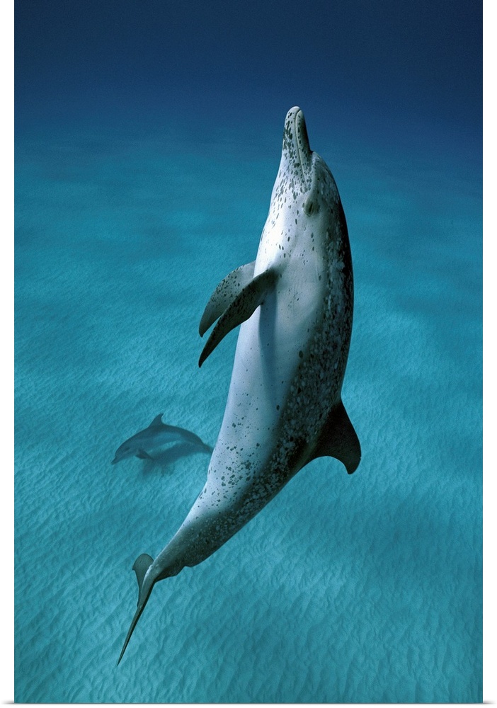 Atlantic Spotted Dolphin (Stenella frontalis) pair swimming underwater, Little Bahama Bank, Bahamas, Caribbean