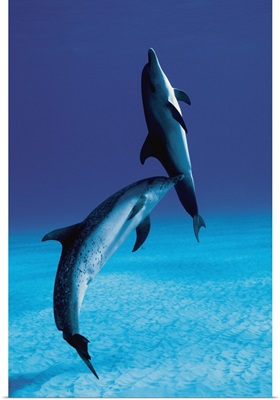 Atlantic Spotted Dolphin mother and calf, Bahamas, Caribbean