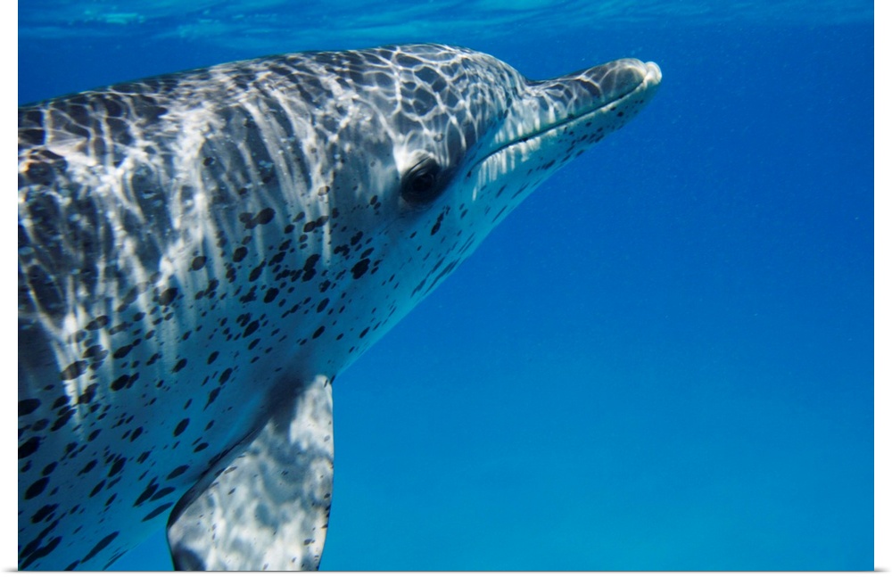 Atlantic Spotted Dolphin profile, Bahamas
