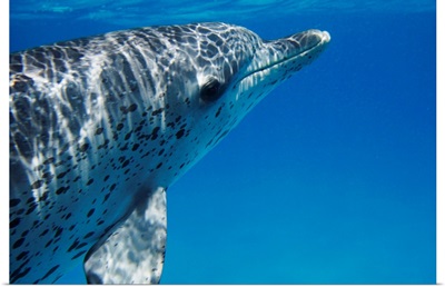 Atlantic Spotted Dolphin profile, Bahamas