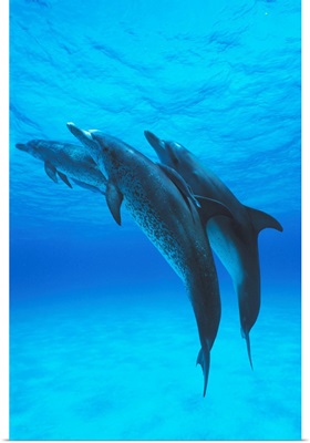 Atlantic Spotted Dolphin trio with Remoras, Bahamas, Caribbean