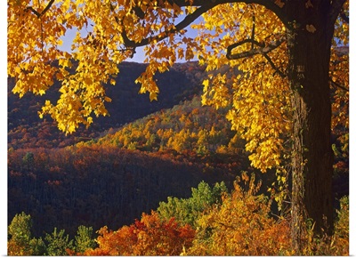Autumn deciduous forest, Shenandoah National Park, Virginia