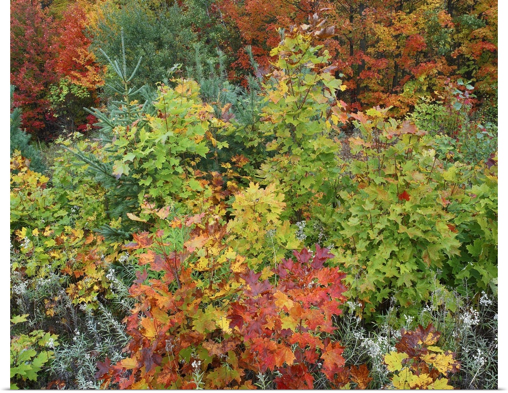 Tim Fitzharris-8919-Autumn colors Killarney Prov Park Ontario