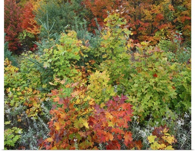 Autumn foliage, Killarney Provincial Park, Ontario, Canada