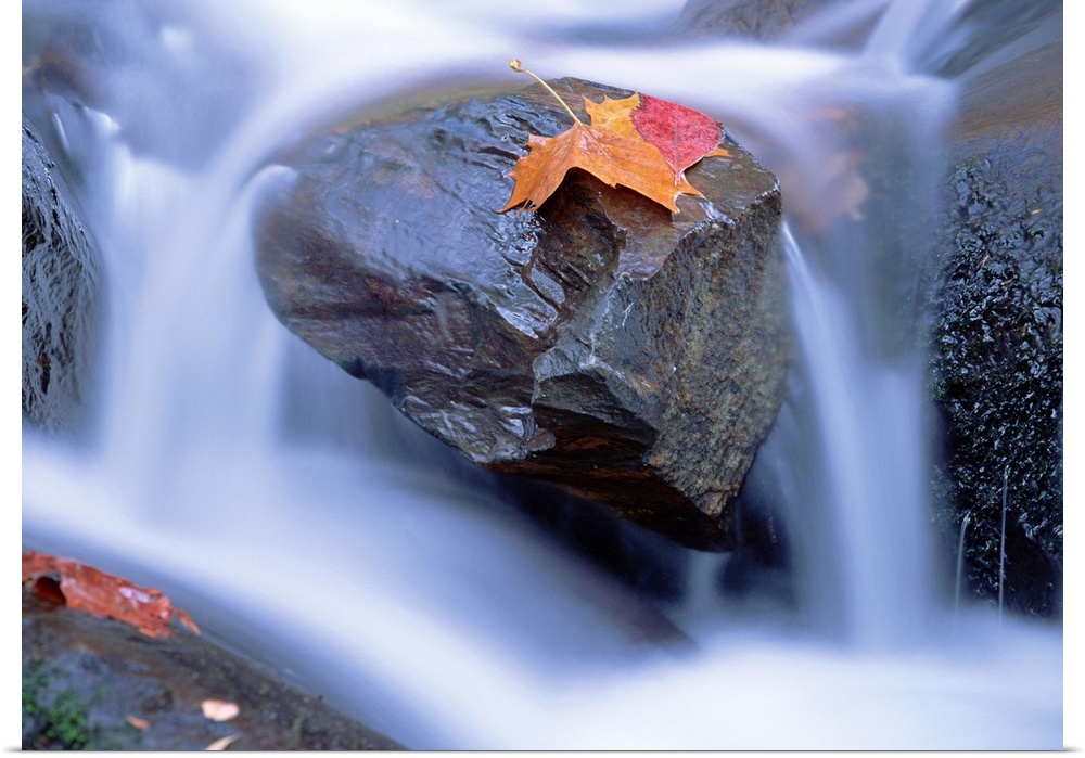 Autumn leaf on boulder, Little River, Great Smoky Mountains National Park, Tennessee