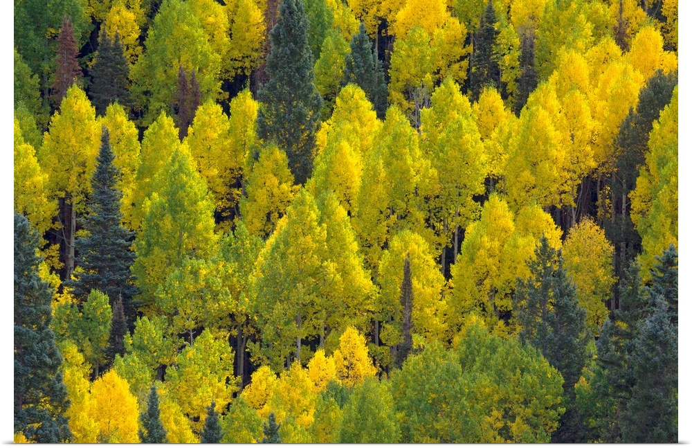 Autumn Quaking  Aspens Rocky Mountains Colorado