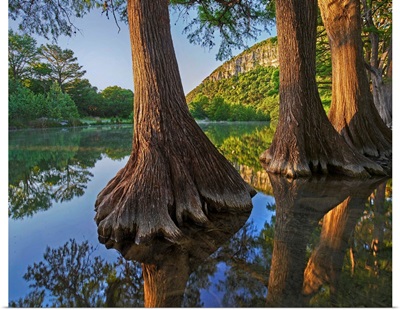 Bald Cypresses In River, Frio River, Garner State Park, Texas