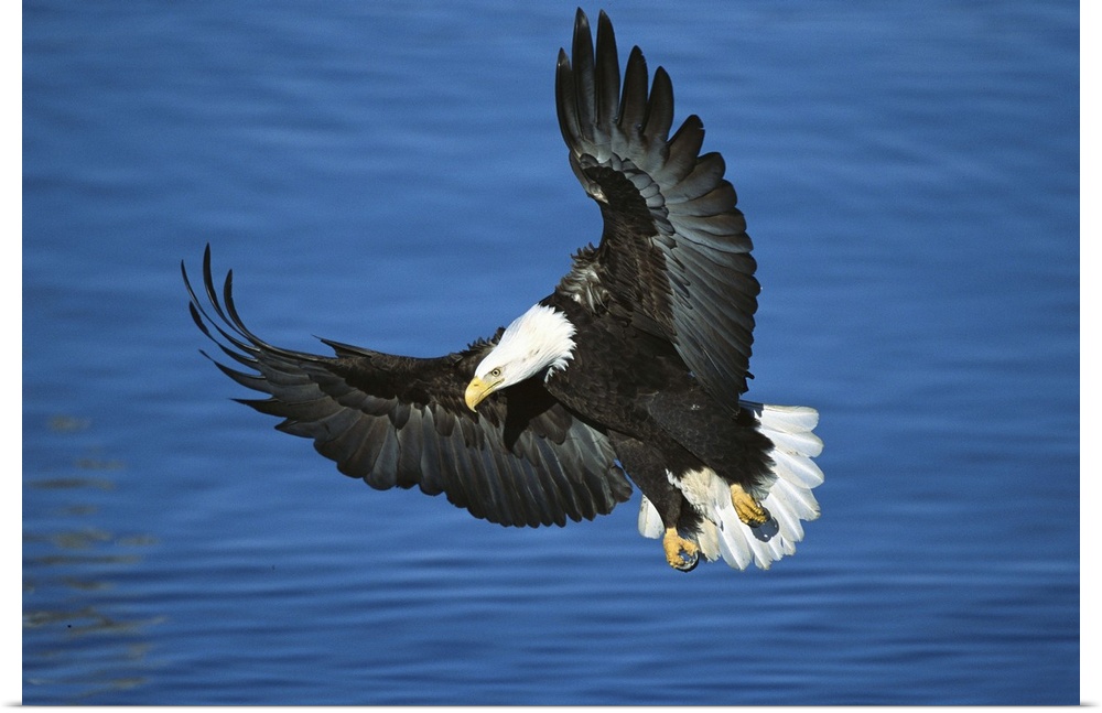 Bald Eagle (Haliaeetus leucocephalus) flying over water, Kenai Peninsula, Alaska