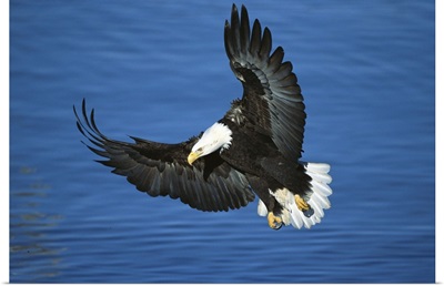 Bald Eagle flying over water, Kenai Peninsula, Alaska