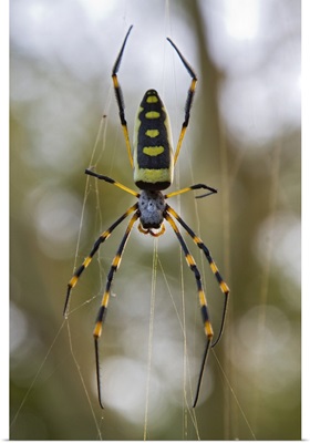 Banded-legged Golden Orb-web Spider in web, Gorongosa National Park, Mozambique