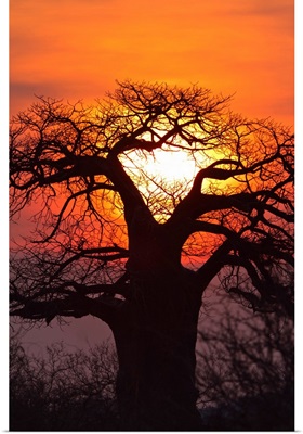 Baobab tree at sunset, Ruaha National Park, Tanzania