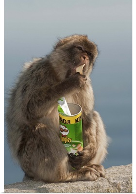Barbary Macaque eating potato chips stolen from tourist, Gibraltar