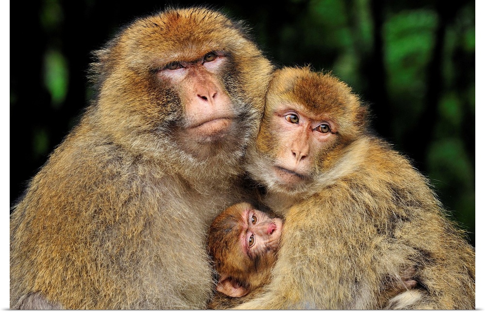 Barbary Macaque / Common Macaque - with baby - Affenberg Salem - Germany - originally from Morocco