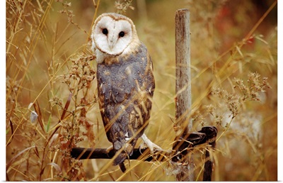 Barn Owl (Tyto alba) perching among dry grasses, British Columbia, Canada
