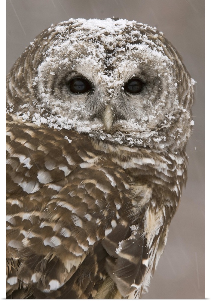 barred owl (Strix varia), Headshot, Captive, Howell Nature Center, MI
