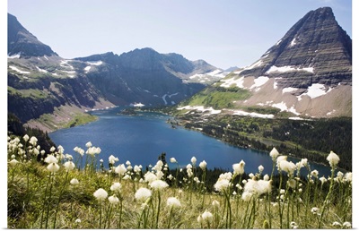 Bear Grass blooming with Hidden Lake and Bearhat Mountain, Montana