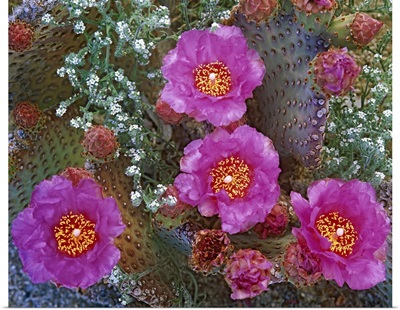 Beavertail Cactus (Opuntia basilaris) flowering, Arizona