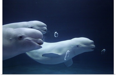 Beluga whale trio blowing toroidal bubble rings