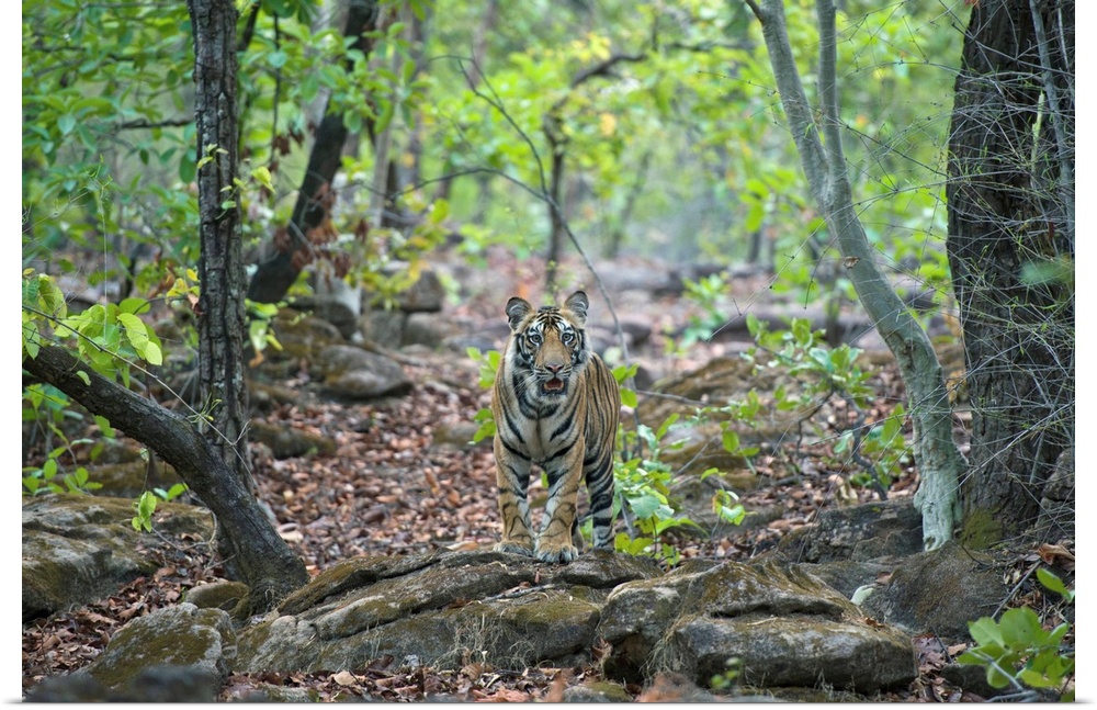 Tiger .Panthera tigris.18 month old cub (s).Bandhavgarh National Park, India.*Endangered species