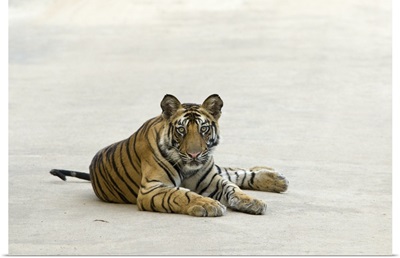 Bengal Tiger eighteen month old cub on road, Bandhavgarh National Park, India