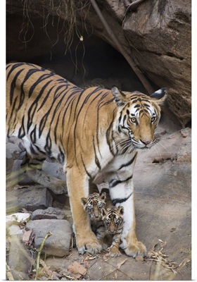 Bengal Tiger mother and four week old cubs at den, India