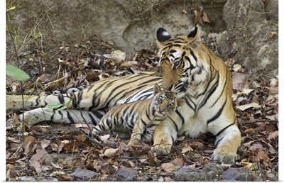 Bengal Tiger mother nuzzling eight week old cub at den, Bandhavgarh National Park, India