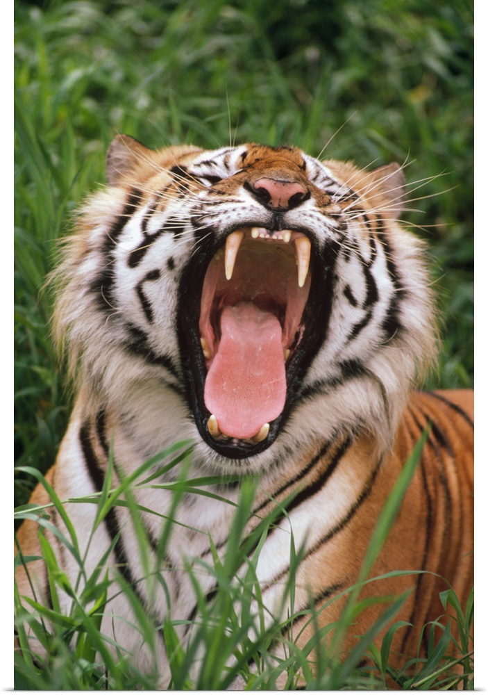 Bengal Tiger (Panthera tigris tigris) yawning, Hilo Zoo, Hawaii