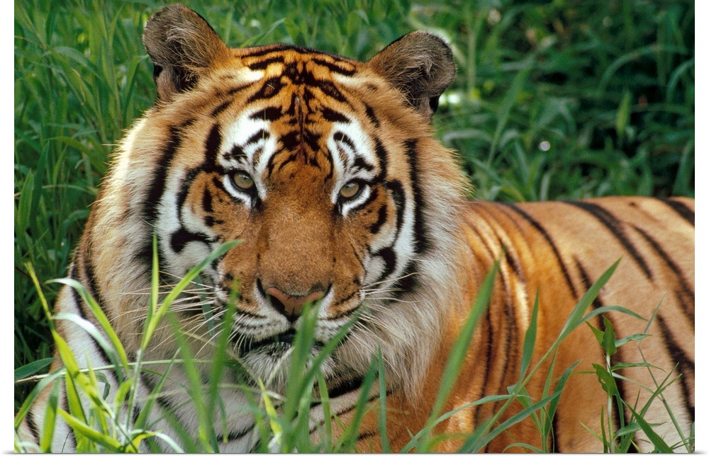 Big photograph taken of a large, striped feline sitting quietly in a field of high grass.