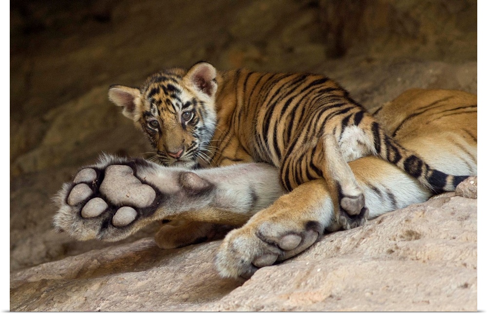 Bengal Tiger.Panthera tigris .6 week old cub on mother at den.Bandhavgarh National Park, India.*Digitally removed branch i...