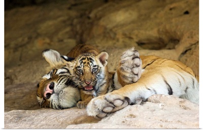Bengal Tiger six week old cub on sleeping mother at den, India