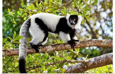 Black And White Ruffed Lemur in tree, Madagascar