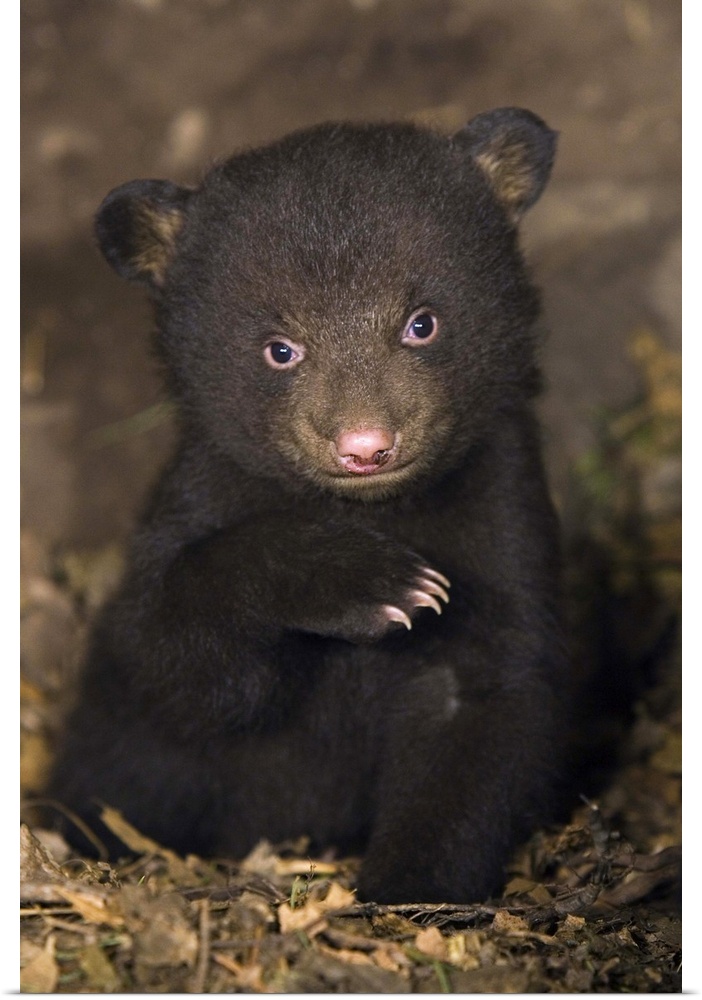 Black BearUrsus americanus7 week old cub in den*Captive