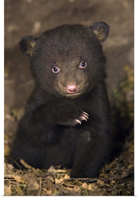 Black Bear (Ursus americanus) 7 week old cub in den