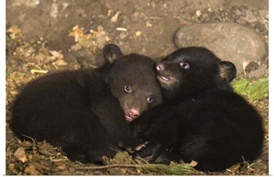 Black Bear (Ursus americanus) 7 week old cubs playing in den.