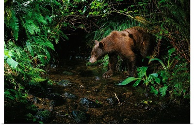 Black Bear (Ursus americanus) at night, Bonneville, Washington