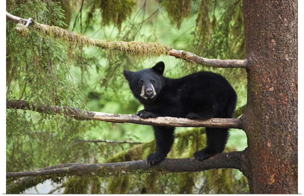 Black bear cub (Ursus americanus) seeking refuge in tree along Anan Creek, Tongass National Forest, Alaska