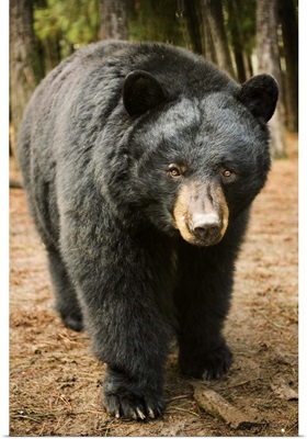 Black Bear (Ursus americanus) portrait during a mild winter, Oregon