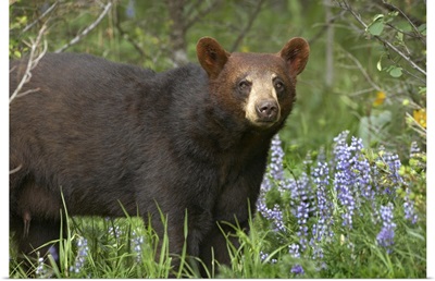 Black Bear (Ursus americanus) portrait, North America